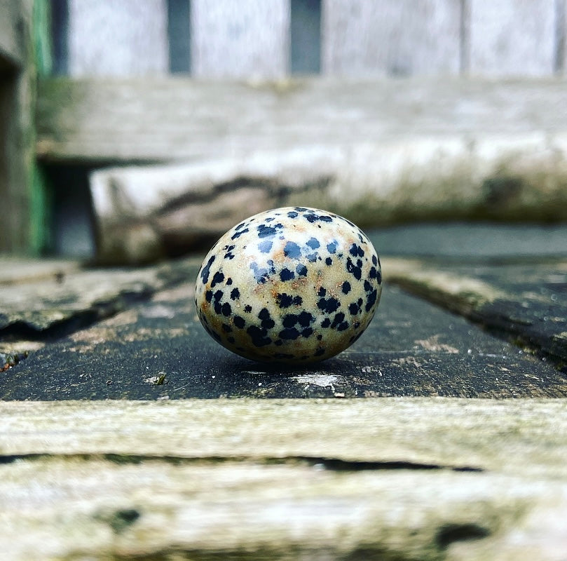 Dalmatian Jasper "Don't Worry, Be Happy"