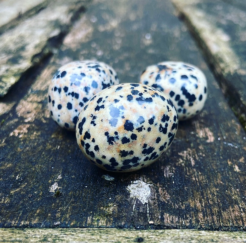 Dalmatian Jasper "Don't Worry, Be Happy"