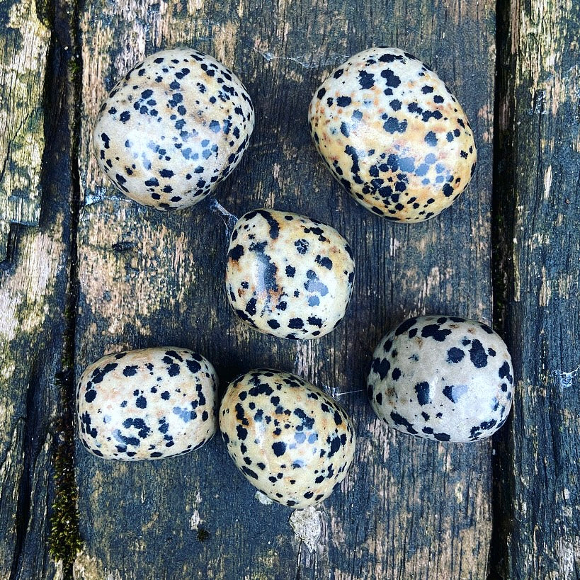Dalmatian Jasper "Don't Worry, Be Happy"