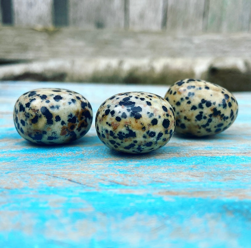 Dalmatian Jasper "Don't Worry, Be Happy"