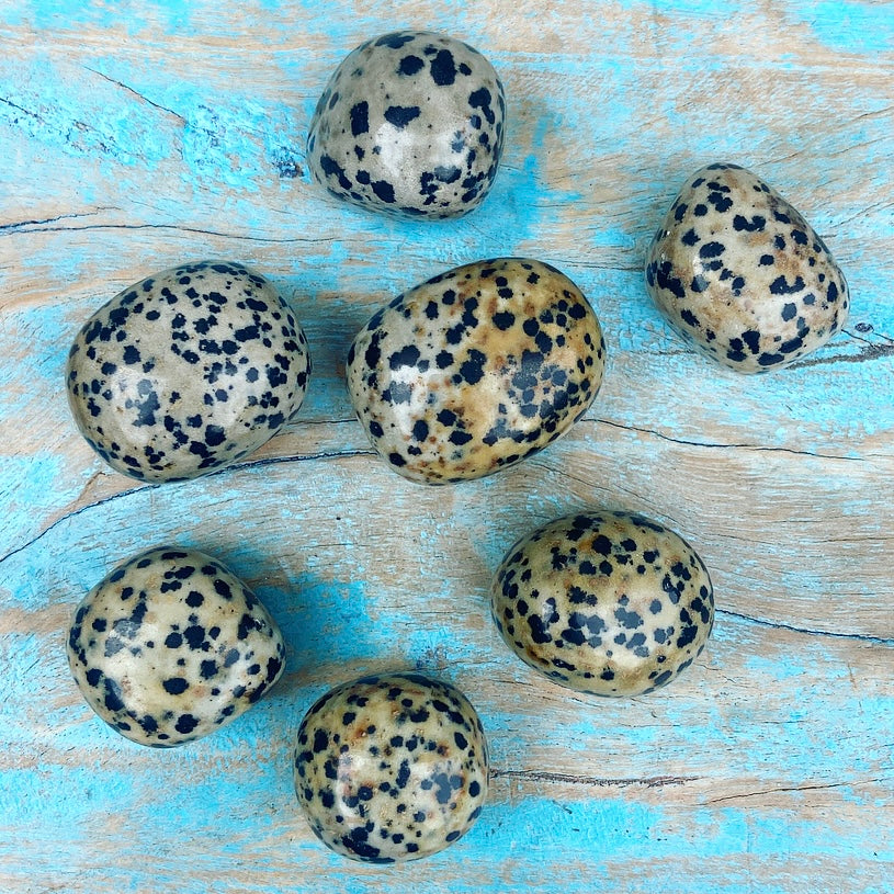 Dalmatian Jasper "Don't Worry, Be Happy"