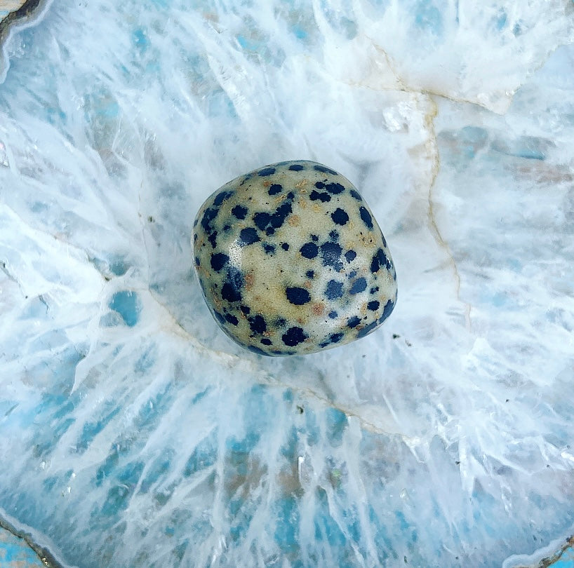 Dalmatian Jasper "Don't Worry, Be Happy"