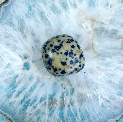 Dalmatian Jasper "Don't Worry, Be Happy"