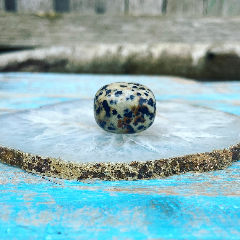Dalmatian Jasper "Don't Worry, Be Happy"